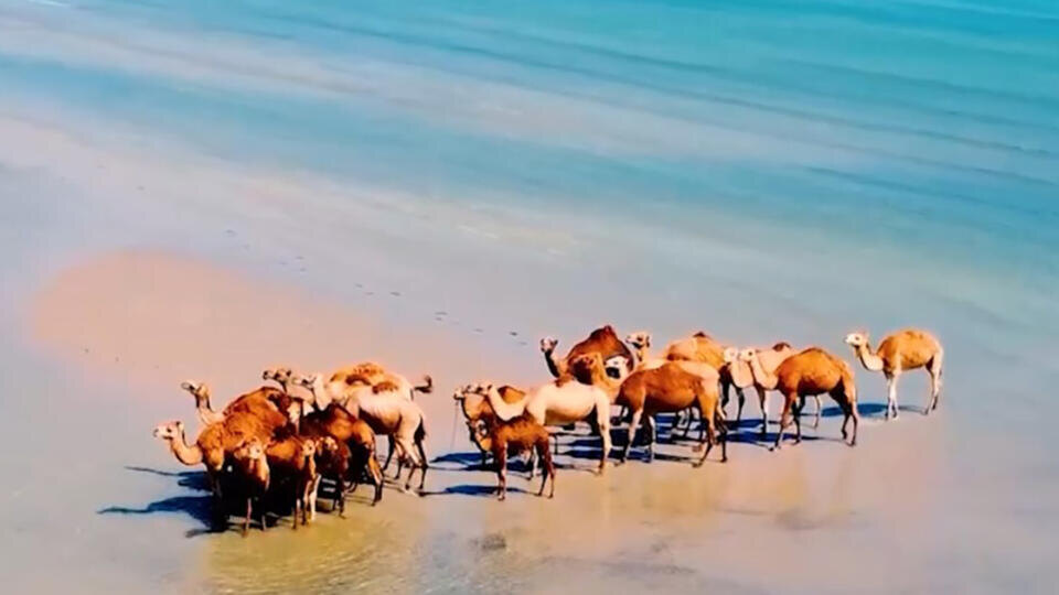 Фото: © Кадр из программы "Невероятно интересные истории", РЕН ТВ