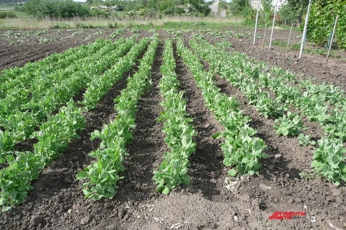    Дела дачные.