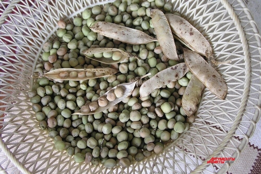    Лущильный горох с гладкими семенами. Фото: АиФ/ Денис Терентьев
