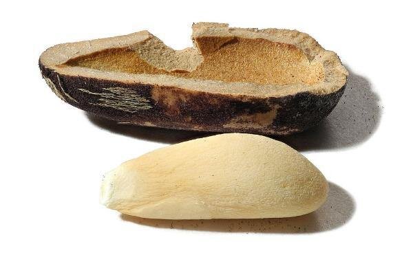 Расщелкнутое семя Pinus pinea. Действительно, каменное