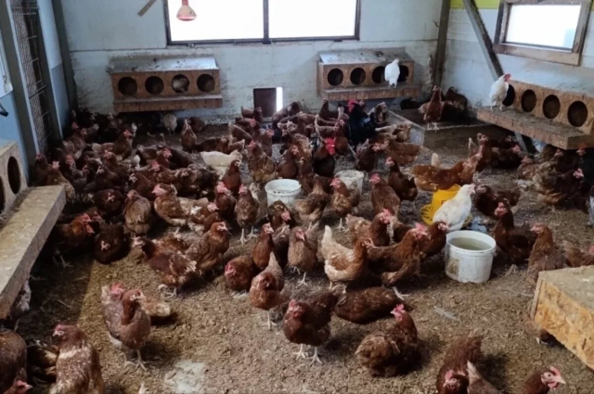    В Саратовской области появится птицефабрика для создания 50 тыс. тонн мяса