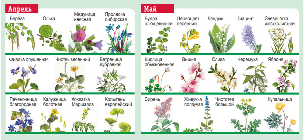    Календарь раннецветущих растений Фото: АиФ