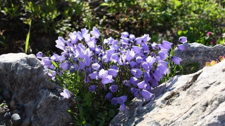 Колокольчики и серые валуны  📷
