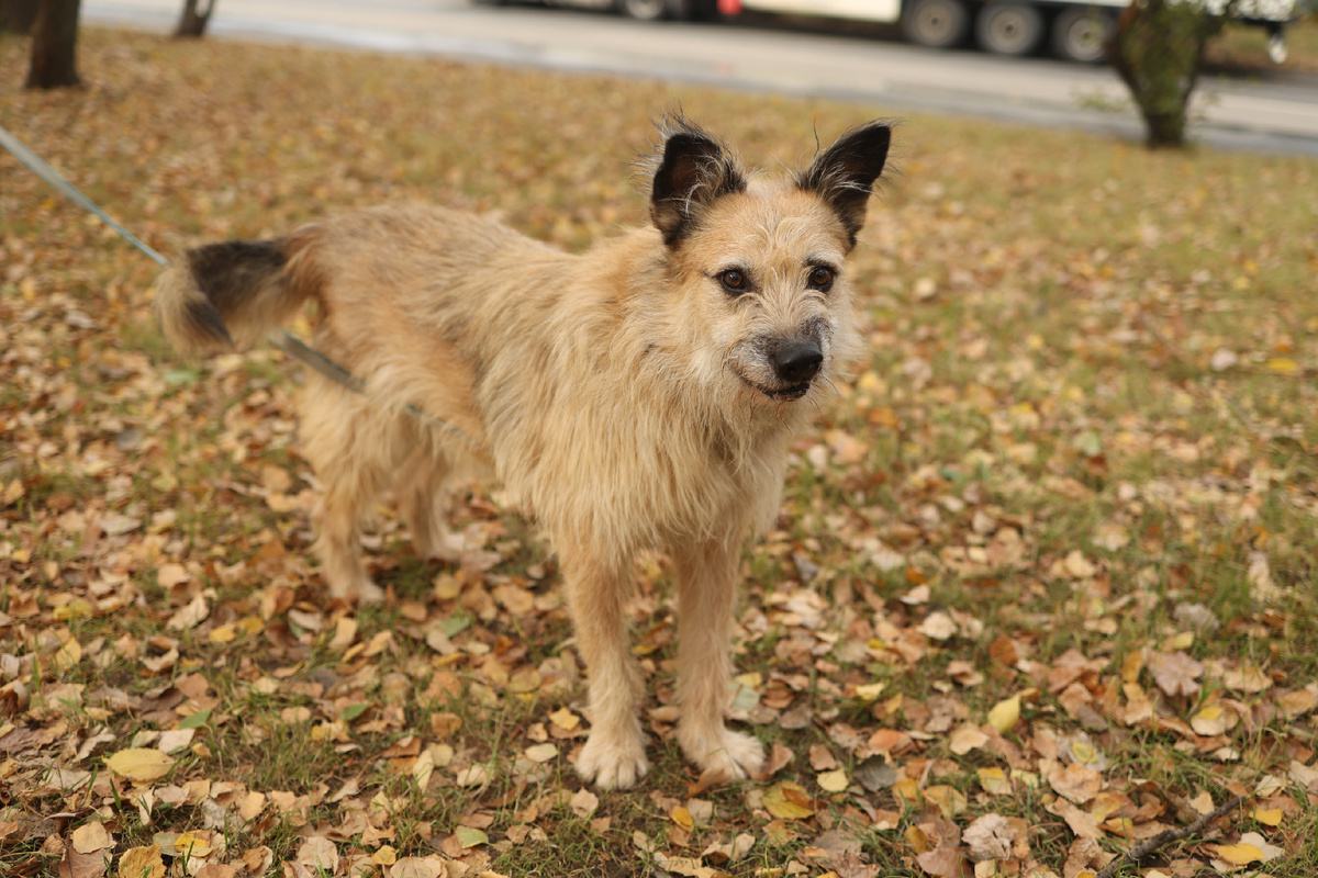 Это я, Тотошка из Москвы