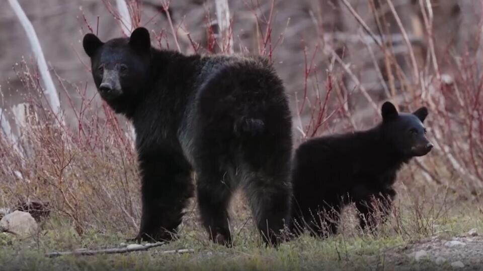 Фото: © Кадр из программы "Как устроен мир", РЕН ТВ