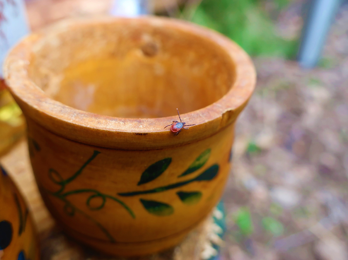 Клещ ползет по походной стопке в походе 