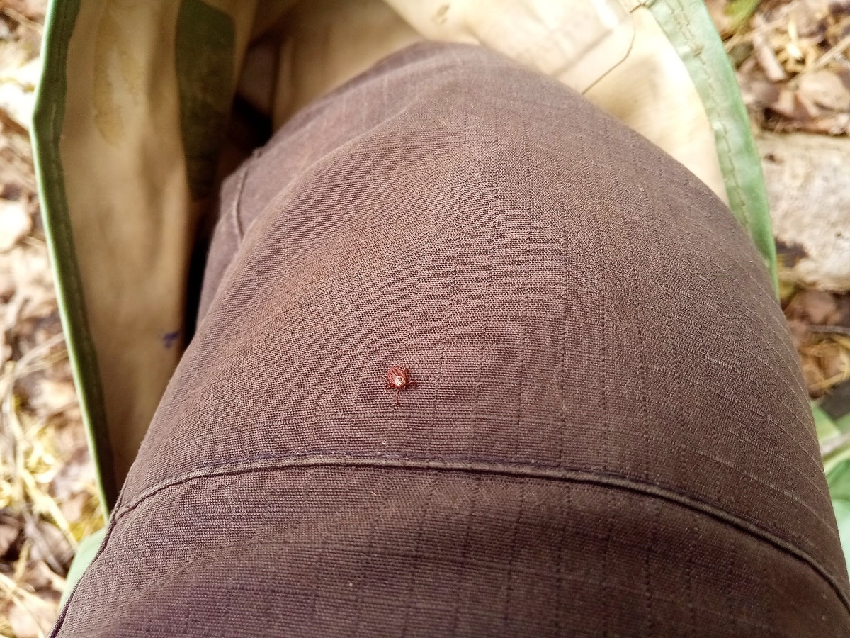 Клещ ползет по ноге