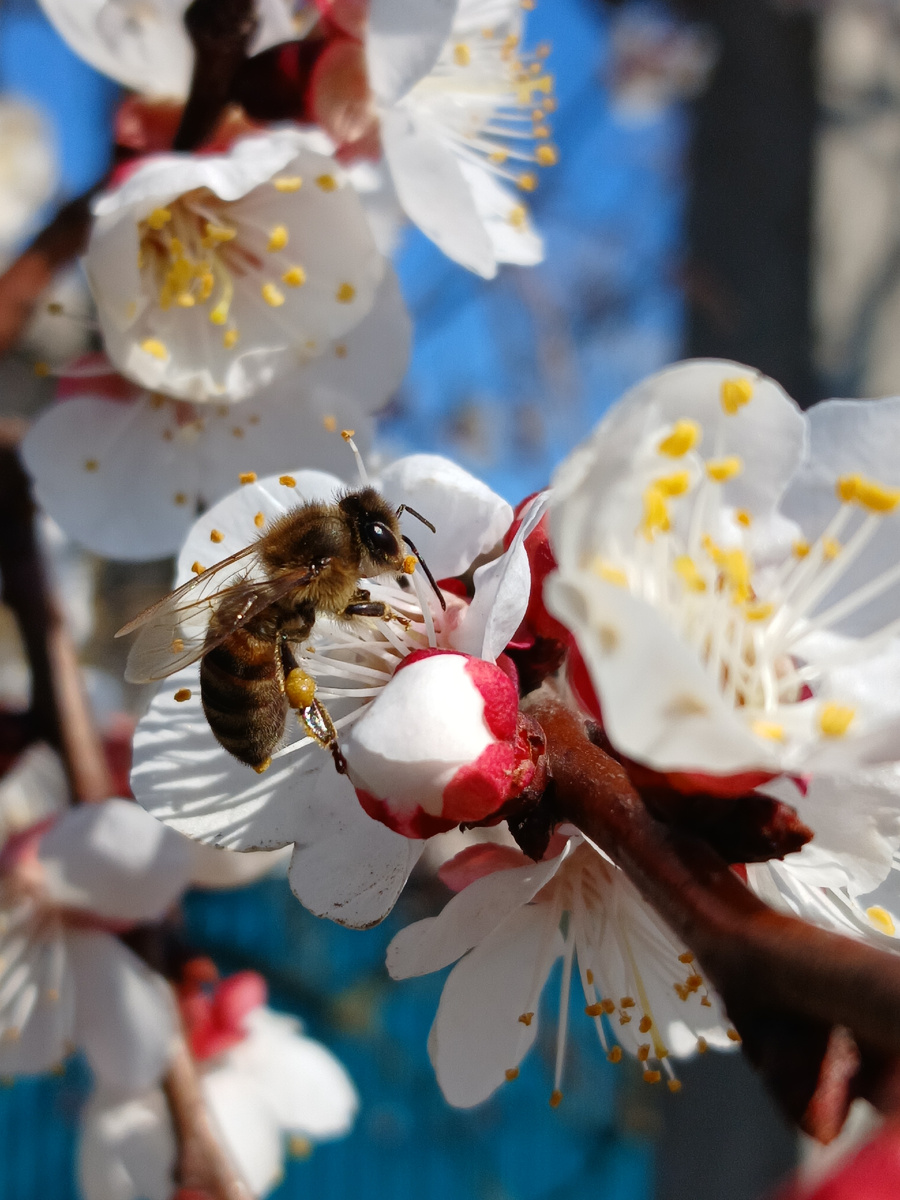 Пчелы и абрикос