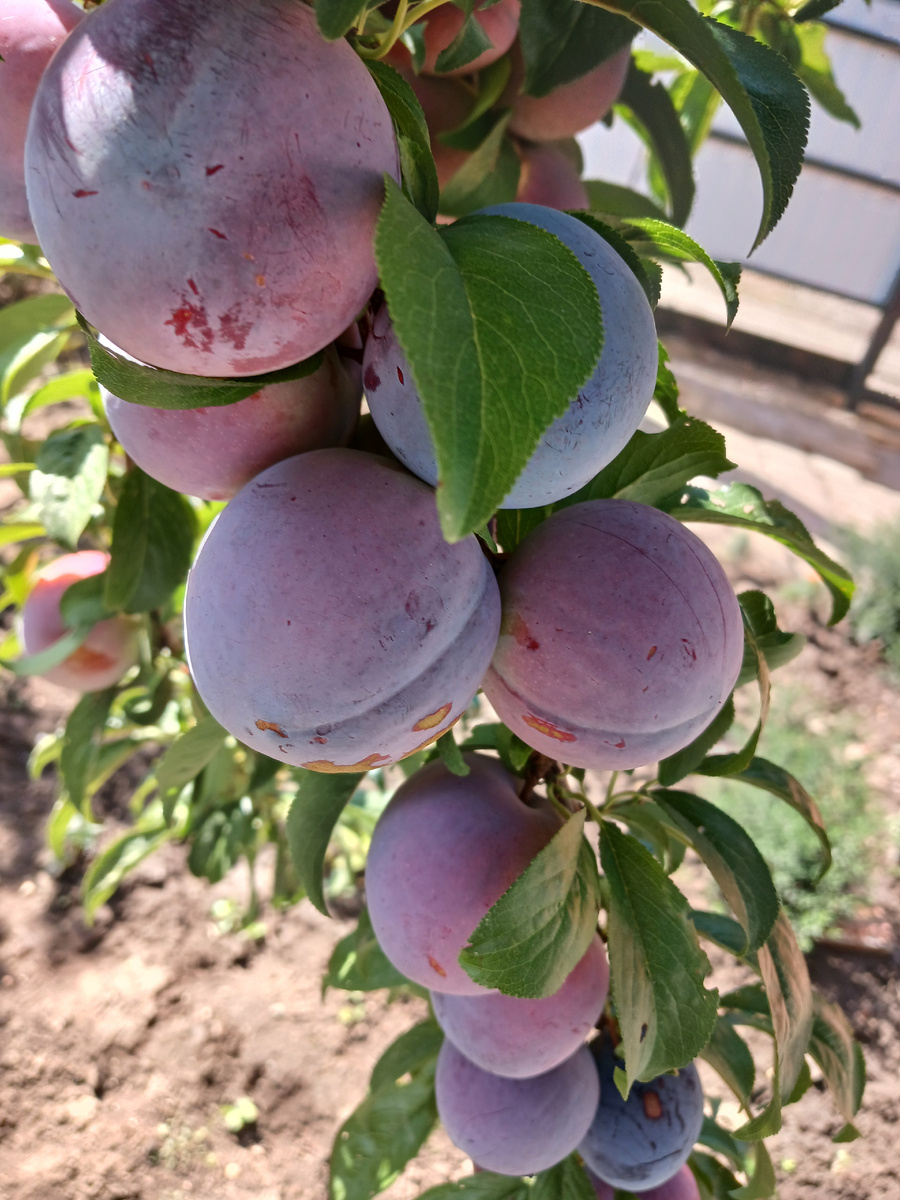 Результат работы пчел