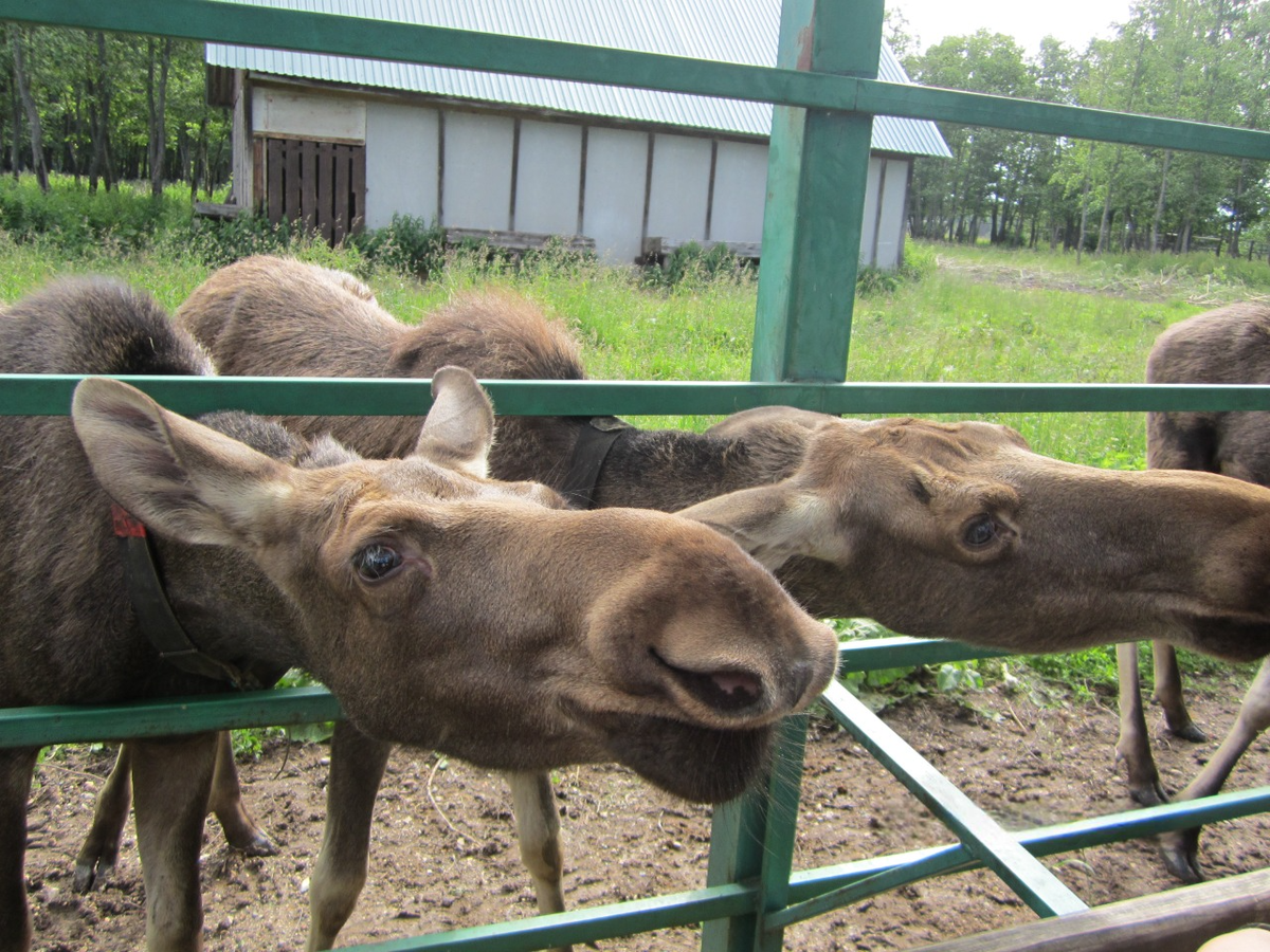 Сумароковская лосиная ферма