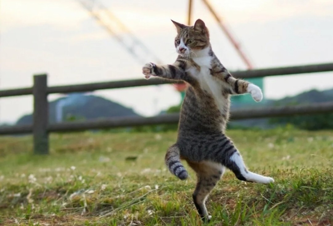 Источник: rutubelist.ru