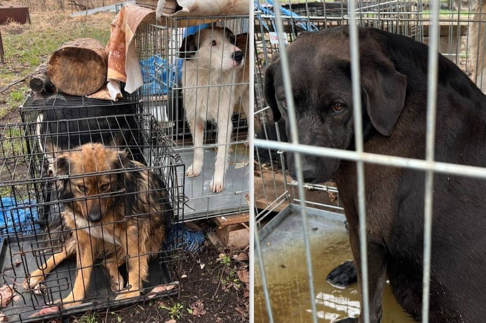    Сейчас собаки находятся в ПВС. Фото: предоставлено Мариной Куртилиной