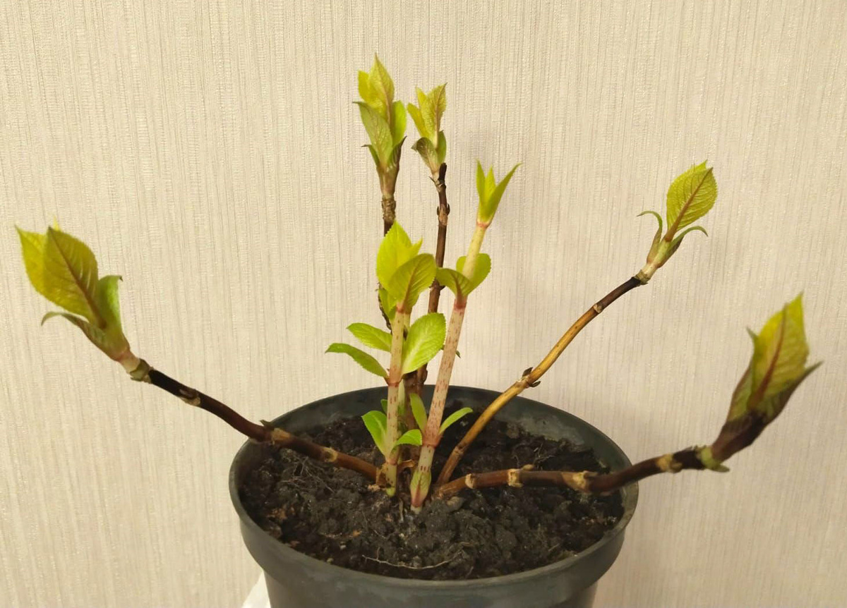 Гортензия Бесконечное лето (Endless Summer The Original) - как было написано на этикетке. 20 марта 2025г