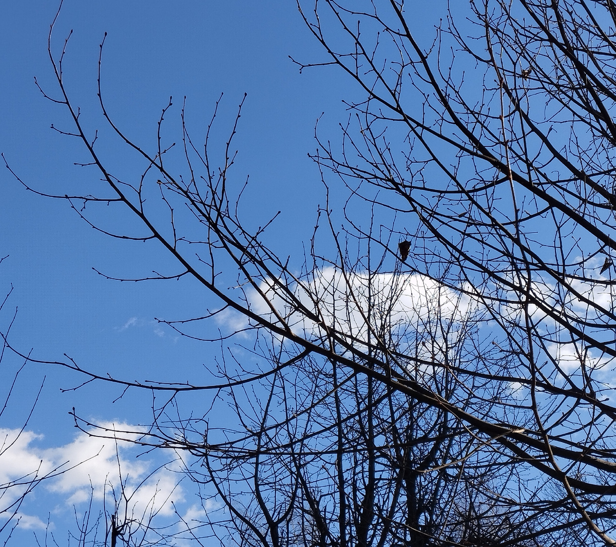 20.03.2025 г, четверг. Март в Лианозово. ЗДЕСЬ и далее фото автора и(или) из личного архива автора, если не указано иначе.