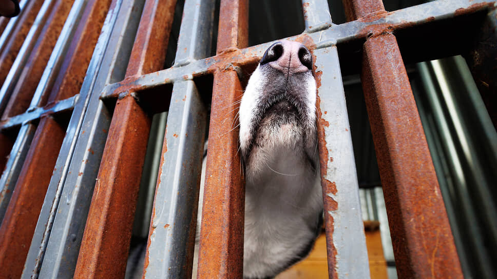 Фото: Марина Молдавская / Коммерсантъ