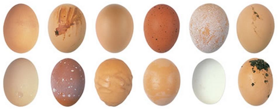 Выбраковка инкубационного яйца