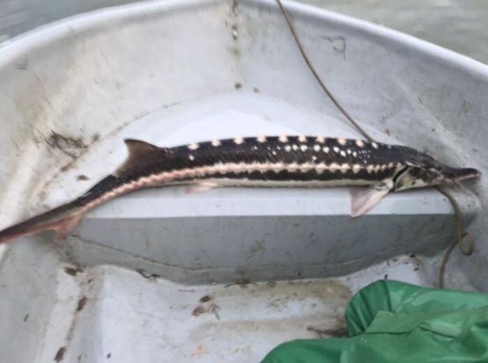 Источник фото: Пресс-служба АзНИИРХ