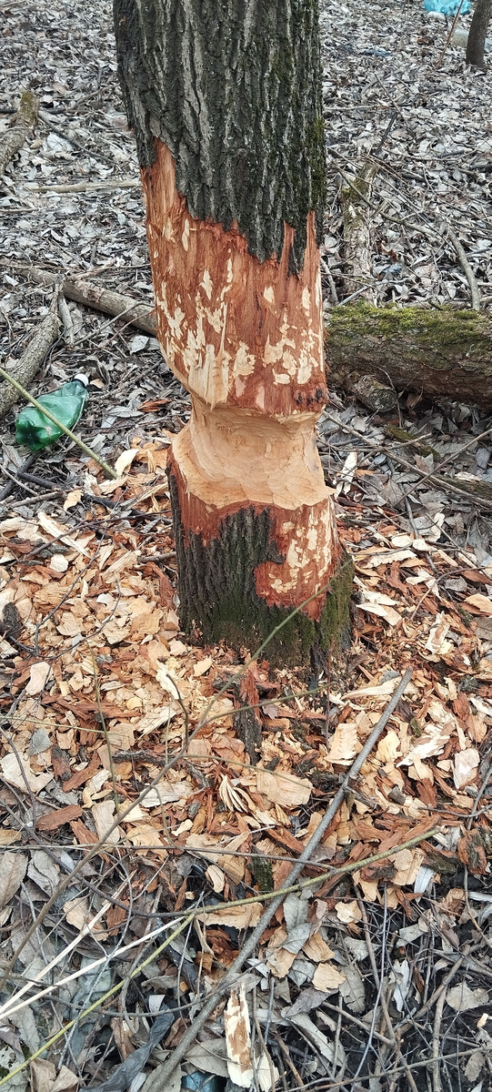 Дерево, погрызанное бобром. Река Яуза, Мытищи.