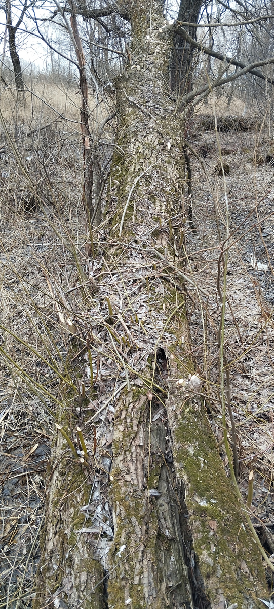 Дерево, на которое забирался бобр. Мытищи, река Яуза.