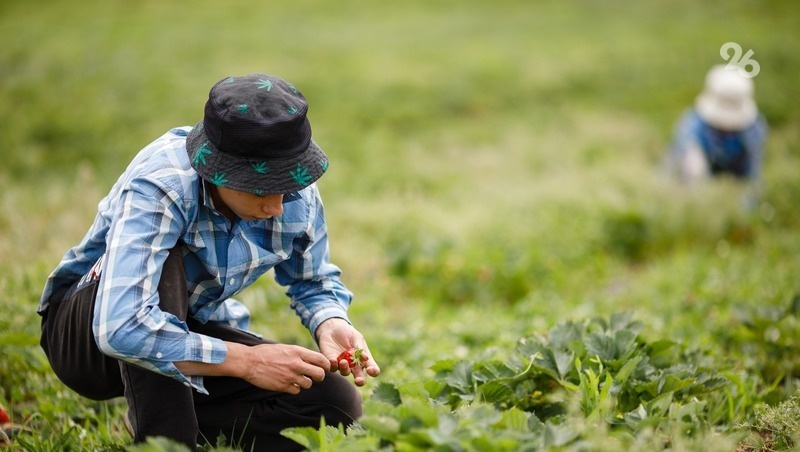      Фото: Дмитрий Ахмадуллин / / ИА «Победа26»
