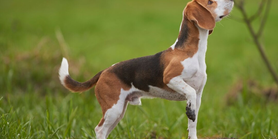 Эксперты составили топ-5 самых непослушных пород собак — узнайте, кто на первом месте!