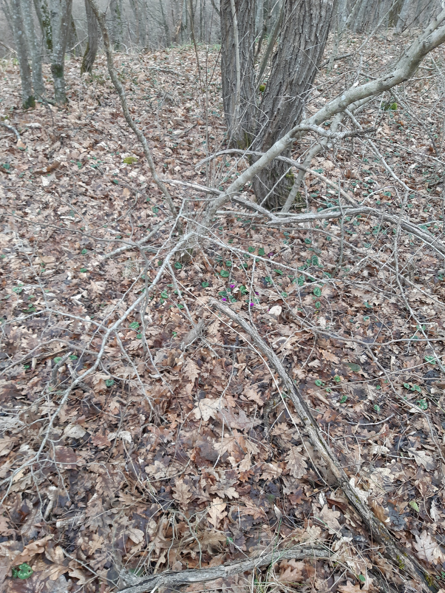 Такой лес в окрестности станицы Калужской, дубы