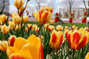 Гифка на тему празднования Навруза 