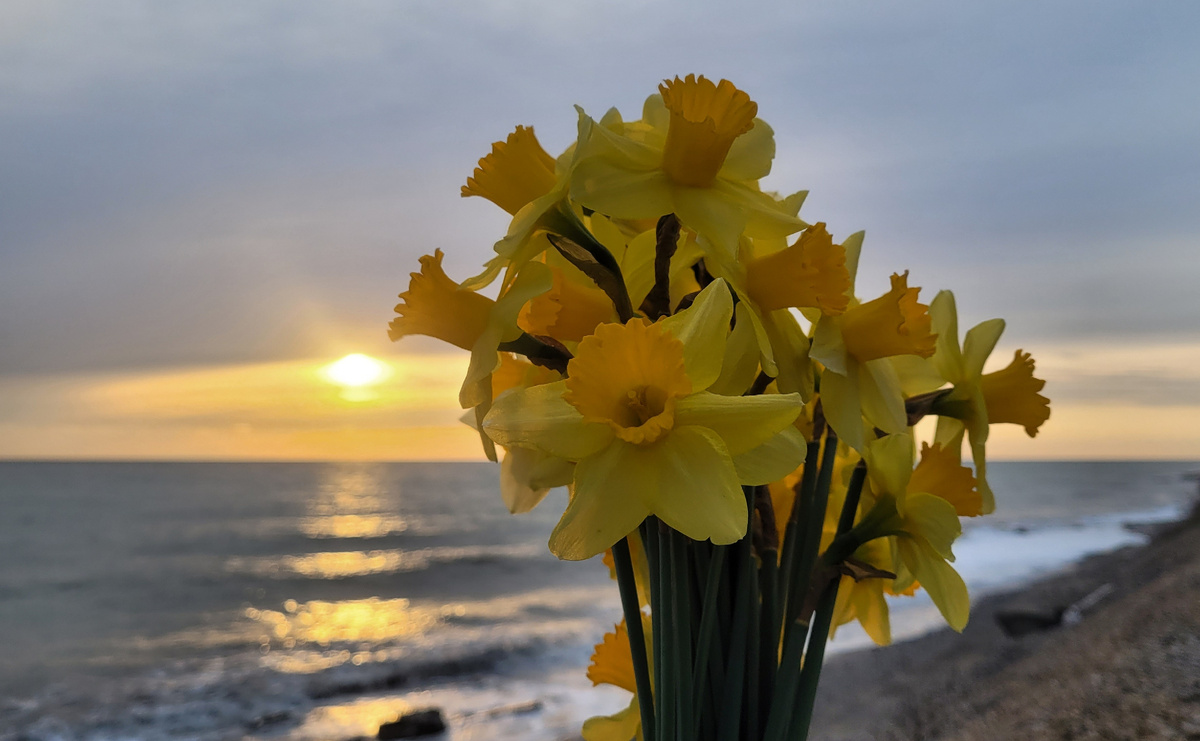 Лесные нарциссы