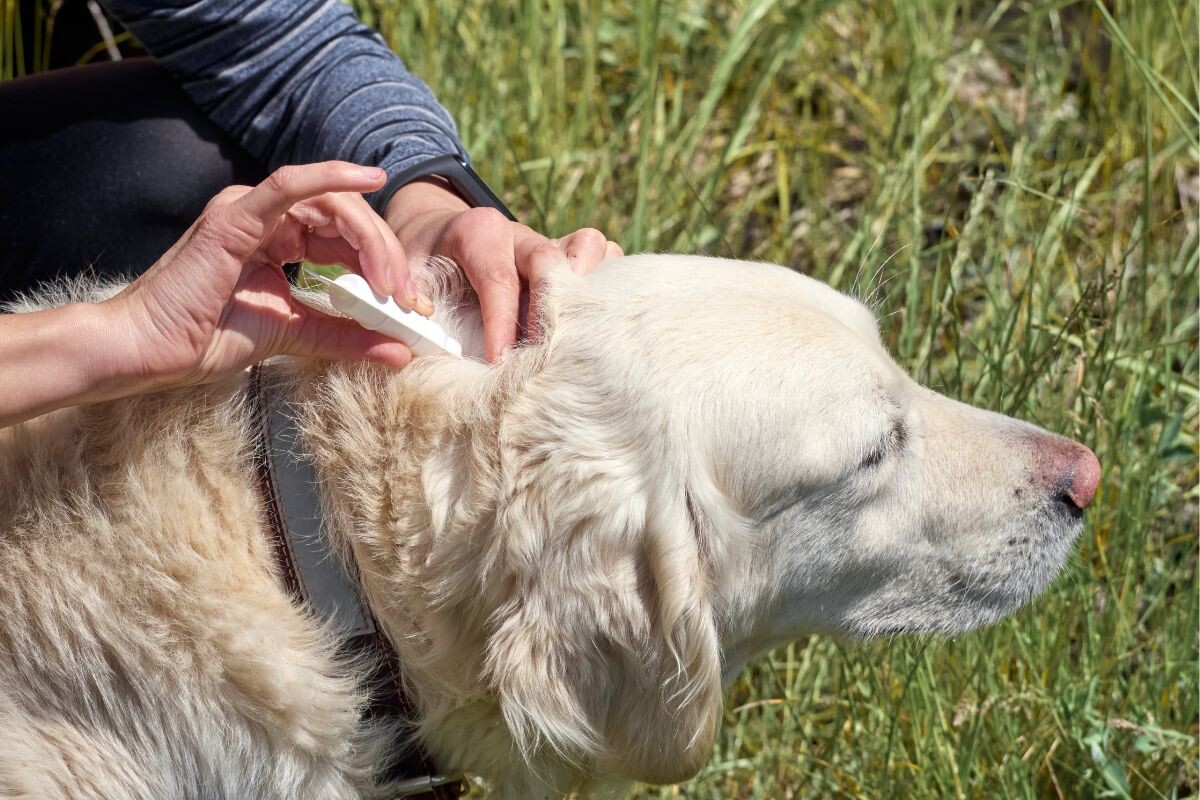 Обработка собаки от клещей 
