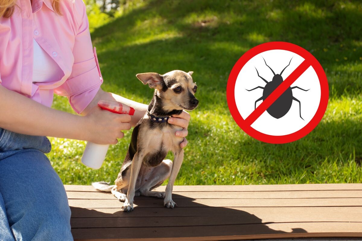 Защита животных от клещей: женщина опрыскивает собаку спреем от насекомых