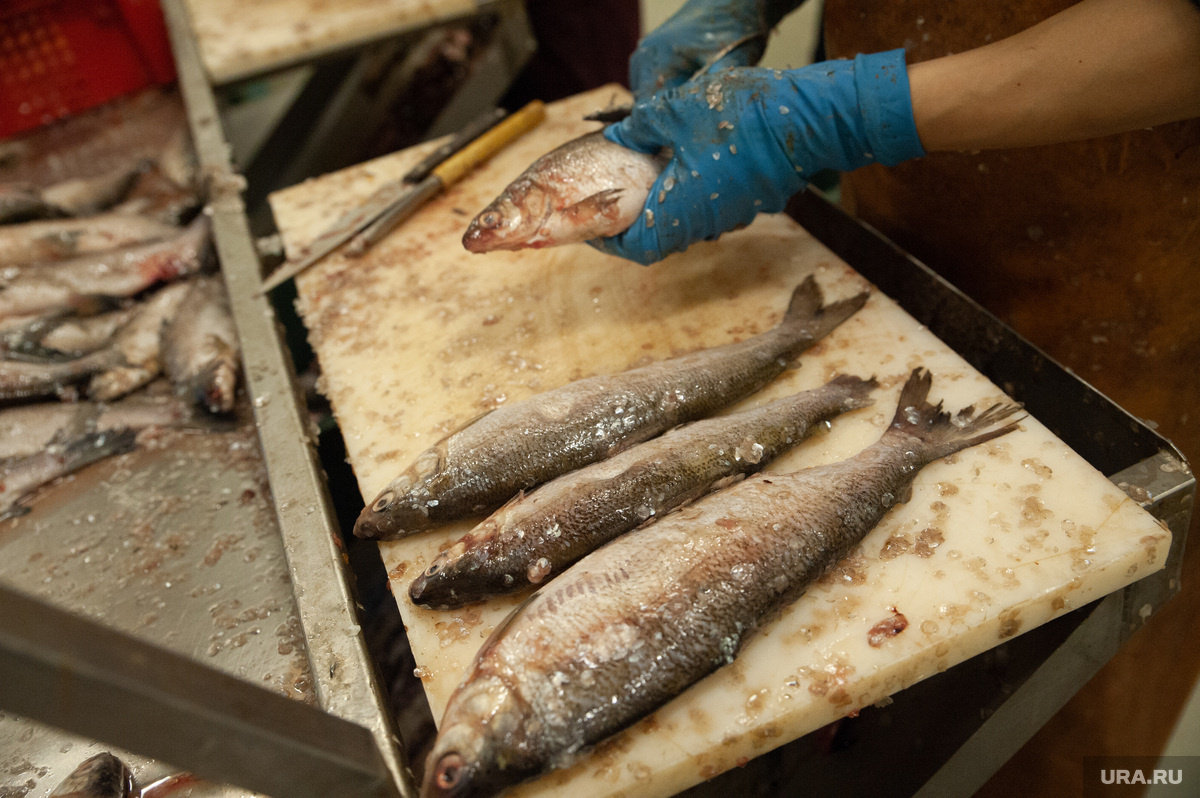 Финансовые потери ямальских промысловиков не покрывают даже государственные субсидии. Фото: Дмитрий Ткачук © URA.RU