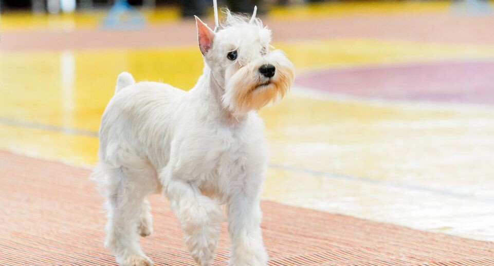    Медиасток Подмосковья