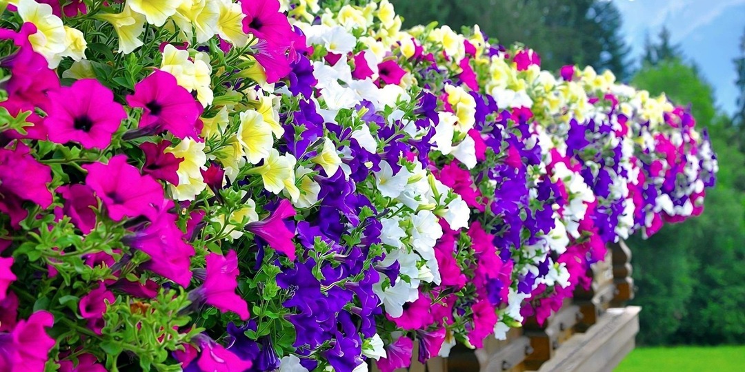 Как вырастить пышную петунию: секреты прищипки и ухода