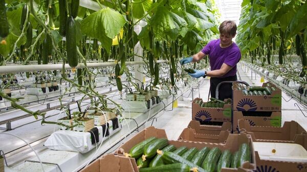    © РИА Новости Крым . Дмитрий Макеев