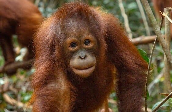 Молодой орангутан