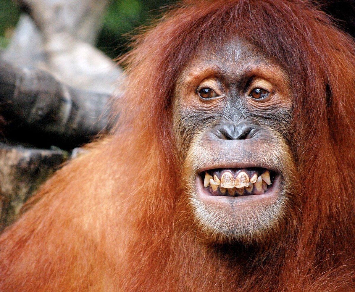Взрослый орангутан