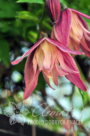 Фото сорта из питомника Марчинского