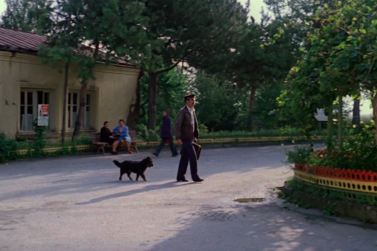 «Мосфильм» / VK📷Подходящую для съемок собаку Данелия случайно нашел в Грузии по дороге в аэропорт, кадр из фильма «Мимино»