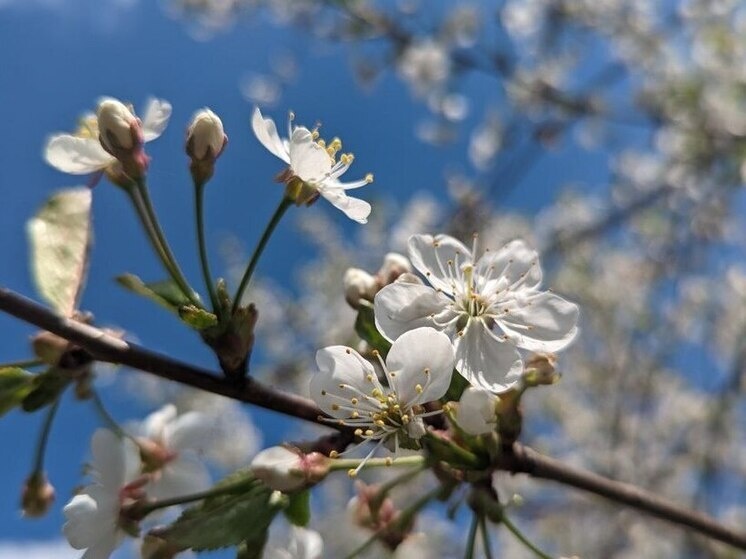     Ирина Никулина: маленькие дозы аллергена могут помочь северянам избавиться от аллергии. Фото: архив МК в Мурманске.