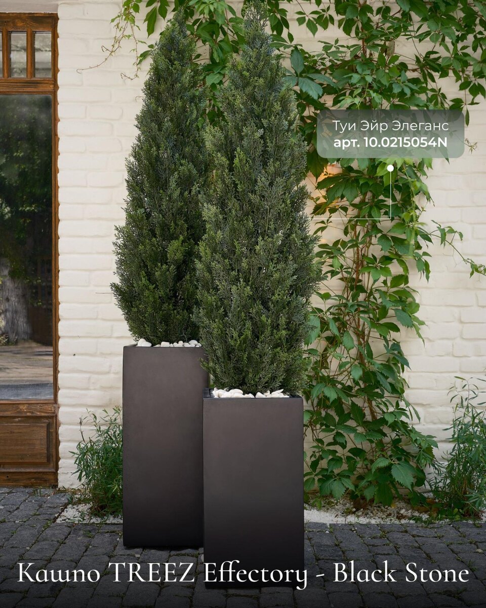 Кашпо и растения Treez Collection