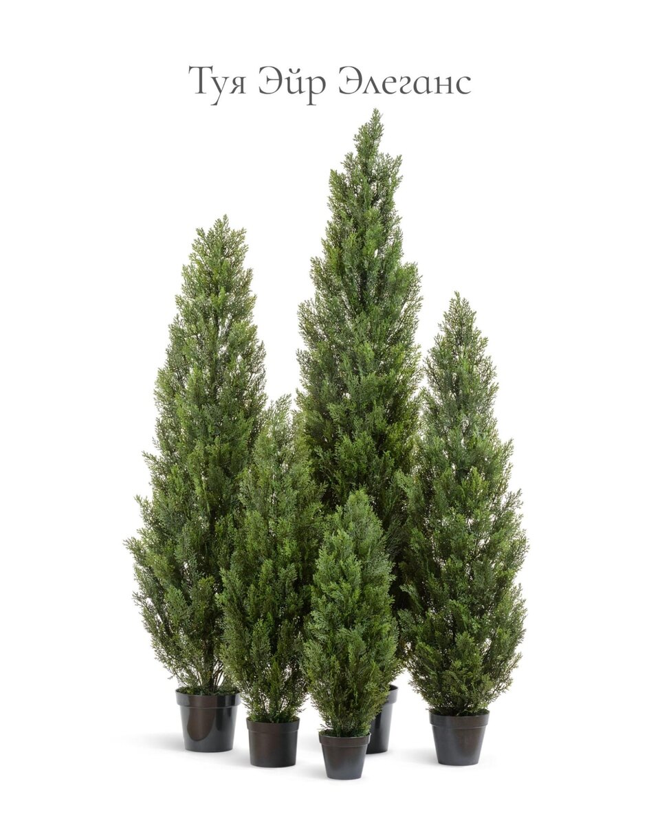 Растения Treez Collection