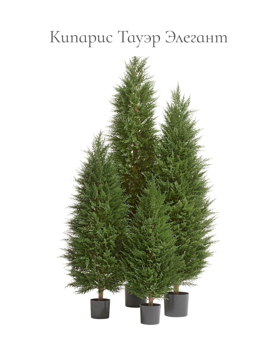 Растения Treez Collection