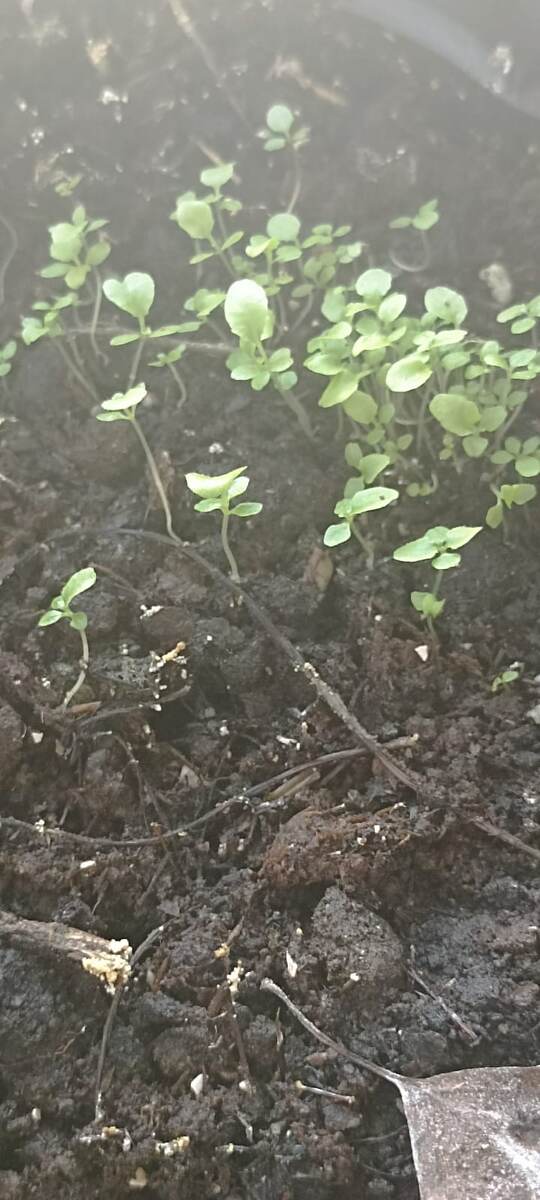 вот так лобелия выглядят в большой емкости с поизвольным посевом