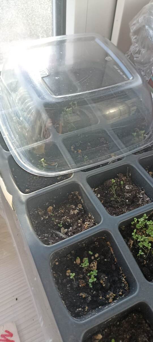 А вот так они растут под притенением