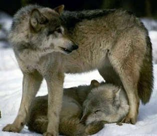 Источник: https://tomatita.ru/photo/papa-seriyy-volk/