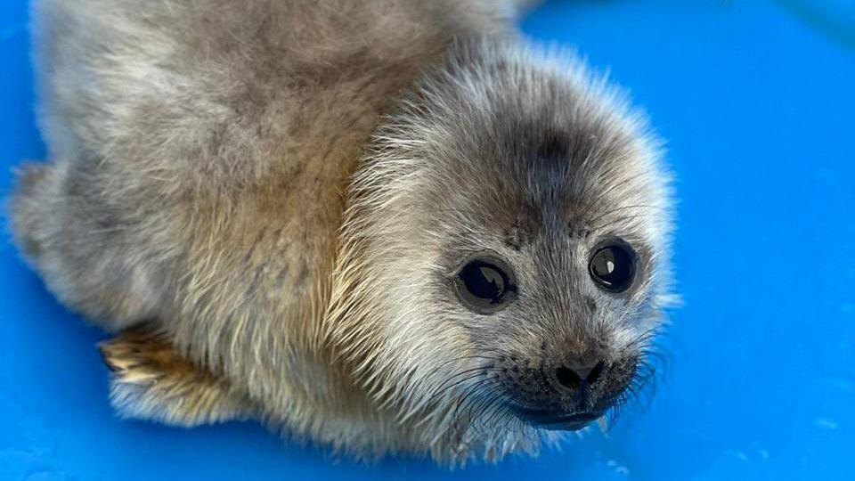    Фото: t.me/keio_spb