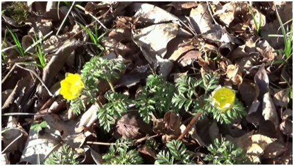Адонис амурский. Фото автора канала "Красота Приморского края и не только".