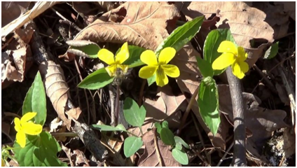 Фиалка восточная. Фото автора канала "Красота Приморского края и не только".