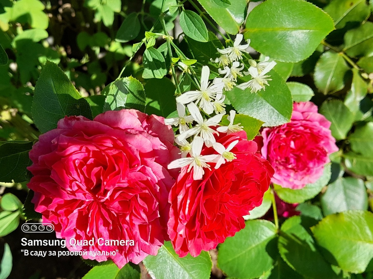 Maritim, Evers, Германия, 2007, клаймбер и клематис мелкоцветковый "Белое облако (White cloud)"