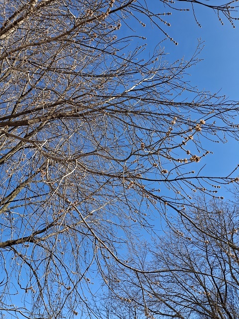 День весеннего равноденствия, Широкая Масленица, природа